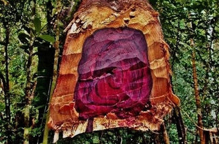 The issues with rosewood essential oil