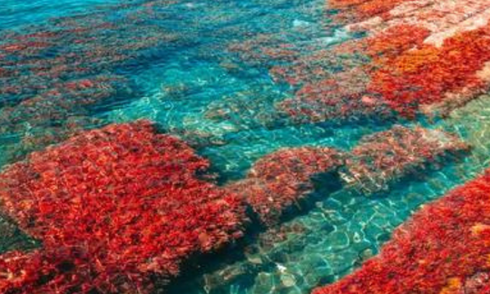 sea moss red seaweed sea algae chondrus crispus carrageenan skincare beauty trends 2023