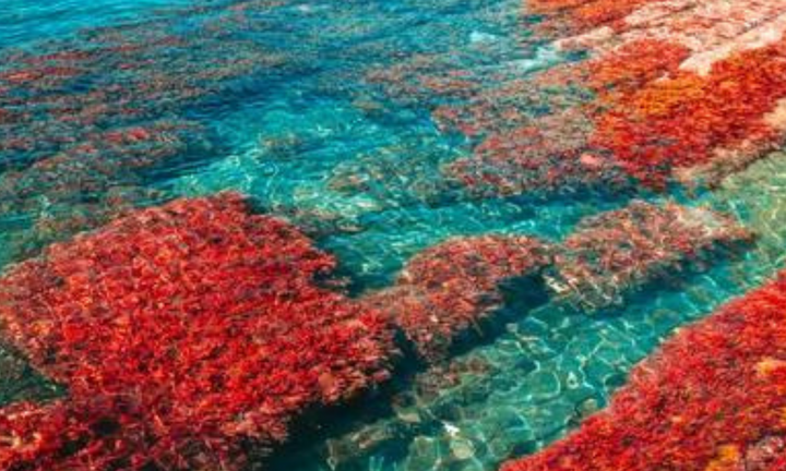 sea moss red seaweed sea algae chondrus crispus carrageenan skincare beauty trends 2023